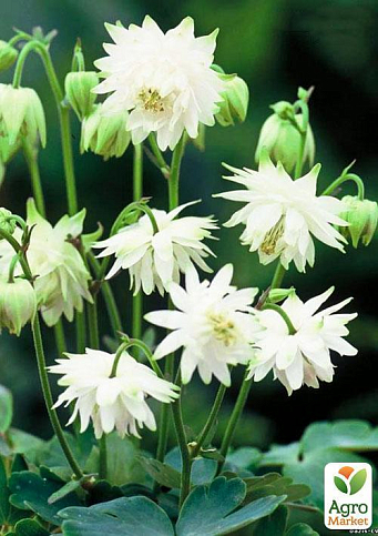 Аквилегия махровая "White Barlow" 1шт в упаковке - фото 6