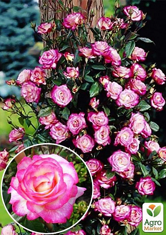 Роза плетистая "Хендель" (саженец класса АА+) высший сорт