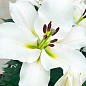 Лилия "Villa Blanca" (Гигантский цветок)