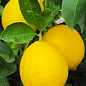 Лимон "Новогрузинский" (саженец 2 года)