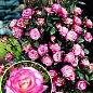 Роза плетистая "Хендель" (саженец класса АА+) высший сорт