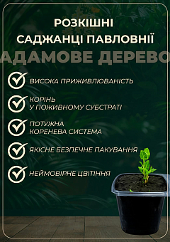 Павловнія 2-х річна для деревини "Paulownia Energy" (Морозостійкий Superhybrid -33С)5