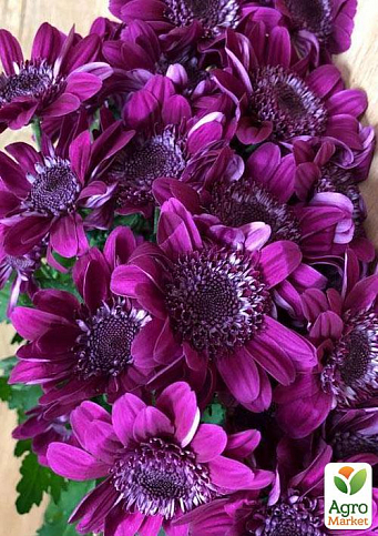 Хризантема кустовая срезочная "Stressa Purple" - фото 2