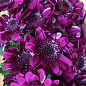 Хризантема кустовая срезочная "Stressa Purple" купить
