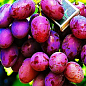 Виноград "Фавор" (середній термін дозрівання, сорт дуже стійкий до захворювань)