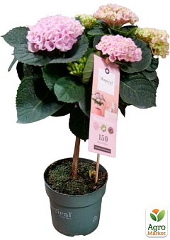 LMTD Гортензия на штамбе цветущая 4-х летняя "Magical Revolution Pink" (50-60см)3