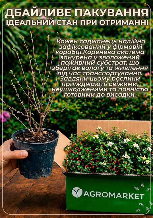 Кизильник блестящий вертикальный (Cotoneaster lucidus), С2 - фото 5