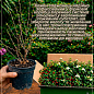 Кизильник блестящий вертикальный (Cotoneaster lucidus), С2