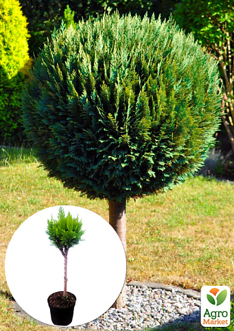 LMTD Кипарисовик на штамбе 3-х летний "Gold Vormen" (40-60см)
