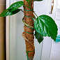 Кокосовая опора для подвязки растений d-32мм h-100см купить