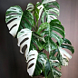 Монстера "Deliciosa variegatum Alba" 30-40см