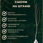 Сакура на штамбі "Канзан+Альба Плена" купить