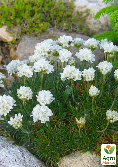 Армерия приморская "Alba" (Armeria maritima "Alba") (Корневище) 1 саженец в упаковке 