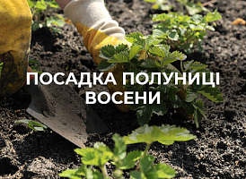 Чому не можна обрізати полуницю восени | Agro-market