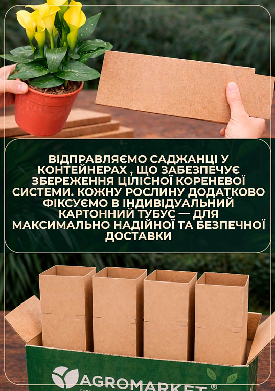 LMTD Зантедескія (кала кімнатна) "Mandarin" - фото 3