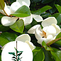 LMTD Магнолія Королівська "Grandiflora" 3-річна (висота 40-50см)