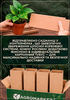 LMTD Епіпремнум на опорі "Aureum" висота 40-60см15