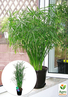 LMTD Пальма Парасолька "Cyperus alternifolius" висота 60-70см19