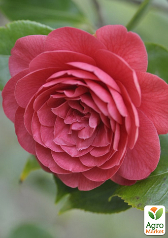 LMTD Камелия цветущая японская 2-х летняя "Eugenia de montijo" (высота 30-40см) - фото 5