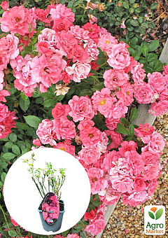 LMTD Троянда 2-х річна "Pink Blanket" (укорінений саджанець у горщику, висота 25-35см) 1