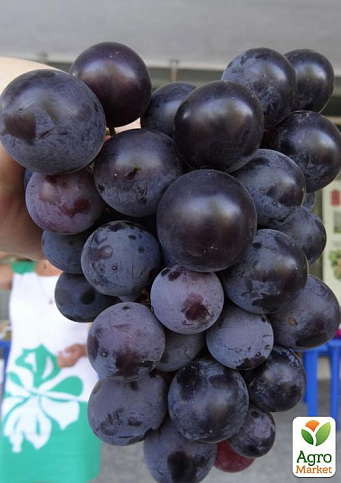 Виноград "Фараон" (крупная ягода 15-20 гр, ширококоническая гроздь, средний срок созревания)