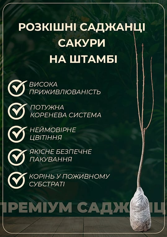 Сакура на штамбе "Роял Бургунди+Канзан+Альба Плена" - фото 2