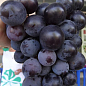 Виноград "Фараон" (крупная ягода 15-20 гр, ширококоническая гроздь, средний срок созревания)