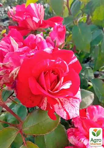 Троянда дрібноквіткова (спрей) "Сатин" (саджанець класу АА+) вищий сорт - фото 3