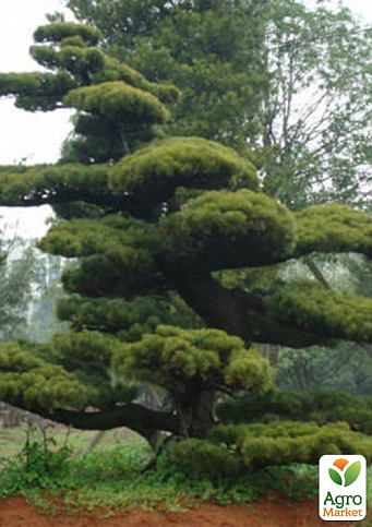 Сосна Табулиформис 3-х летняя (Pinus Tabuliformis) С1,5, высота 30-40см