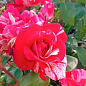 Троянда дрібноквіткова (спрей) "Сатин" (саджанець класу АА+) вищий сорт цена