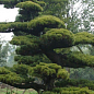 Сосна Табулиформис 3-х летняя (Pinus Tabuliformis) С1,5, высота 30-40см
