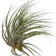 Тілландсия атмосферна "Іонанта" (Tillandsia Ionantha)
