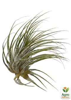 Тилландсия атмосферная "Ионанта" (Tillandsia Ionantha)1