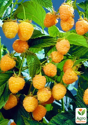 Малина "Golden Queen" (середньоранній термін дозрівання, великоплідний сорт) 1-річний саджанець