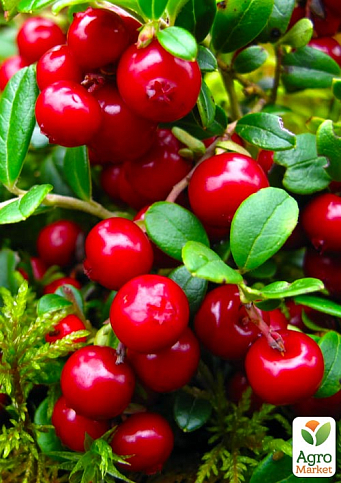 Эксклюзив! Брусника кораллово-красная "Мадам" (Madam) (премиальный ремонтантный сорт, очень полезная)