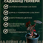 Гейхера (Heuchera) "Galaxy" С1 (висота 15-30см) купить