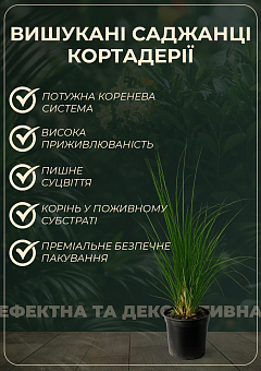 Кортадерия Пампасная трава 2х летняя "Pink Feather"15