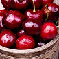 Черешня "Василиса" (летний сорт, поздний срок созревания)