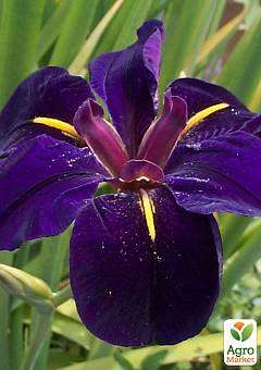 Ирис луизианский (Iris louisiana) "Black Gamecock" 1