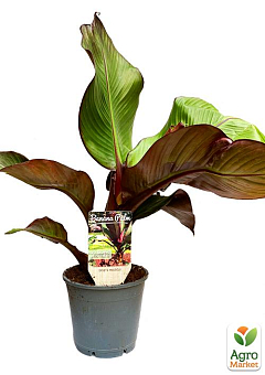 Банан Красный (Ensete Maurelli) "Red Banana"6