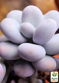 Сукулент Пахіфітум "Pachyphytum Oviferum"18