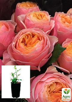 Троянда в контейнері англійська серії Девіда Остіна "Вувузела" (саджанець класу АА+)1