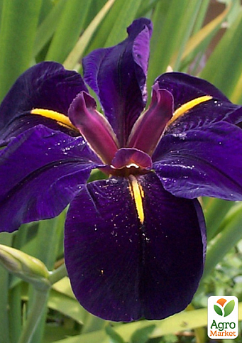Ірис луїзіанський (Iris louisiana) "Black Gamecock"