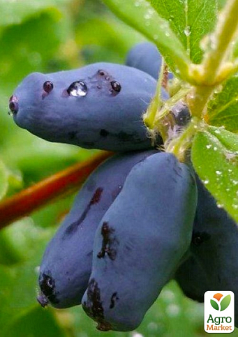 Жимолость "Ассоль" (ранний срок созревания, крупноплодный сорт) - фото 6