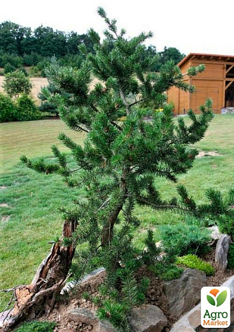 Сосна Банкса "Kimmerholz" 3-річна С1,5 (бонсай від природи) висота 35-45см
