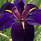 Ирис луизианский (Iris louisiana) "Black Gamecock" 