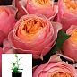 Троянда в контейнері англійська серії Девіда Остіна "Вувузела" (саджанець класу АА+)