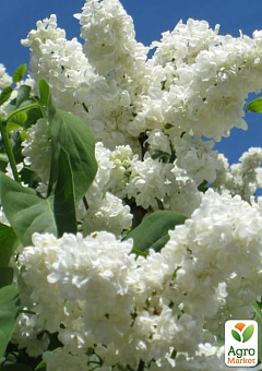 Сирень инвитро "Принцесса Клементина" (Syringa vulgaris "Princesse Clementine") вазон С217