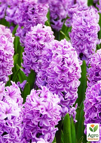 Гиацинт "Splendid Cornelia" (Нидерланды) - фото 6