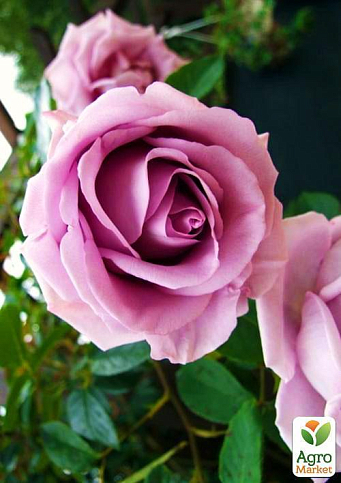 Роза плетистая "Indigoletta" (саженец класса АА+) высший сорт - фото 5